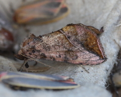 Pseudeva purpurigera