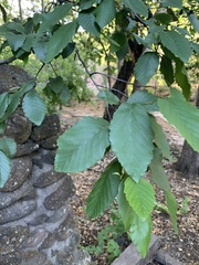 Alnus oblongifolia