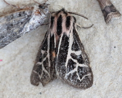 Apantesis williamsii