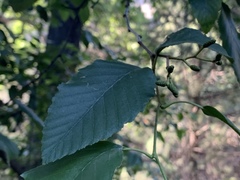Alnus oblongifolia