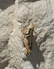 Melanoplus glaucipes