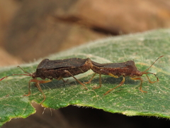 Anasa scorbutica