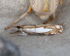 Crambus bidens