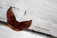 Garaeus