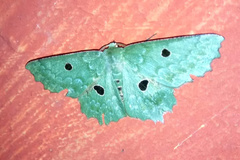 Chlorodontopera discospilata