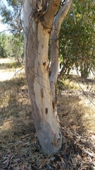 Eucalyptus cladocalyx