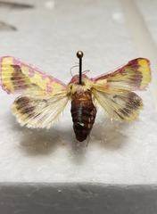 Psectrotarsia suavis