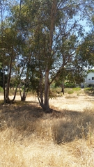 Eucalyptus cladocalyx