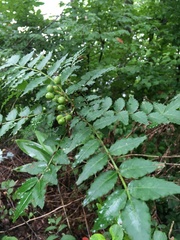 Zanthoxylum piperitum