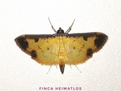 Eulepte inguinalis