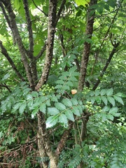 Zanthoxylum piperitum
