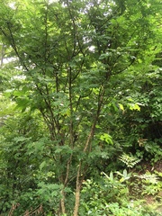 Zanthoxylum piperitum