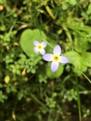 Houstonia serpyllifolia
