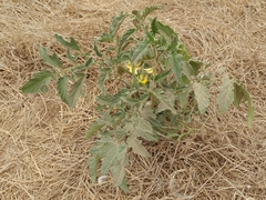 Solanum lycopersicum lycopersicum