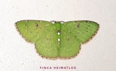Lissochlora albociliaria