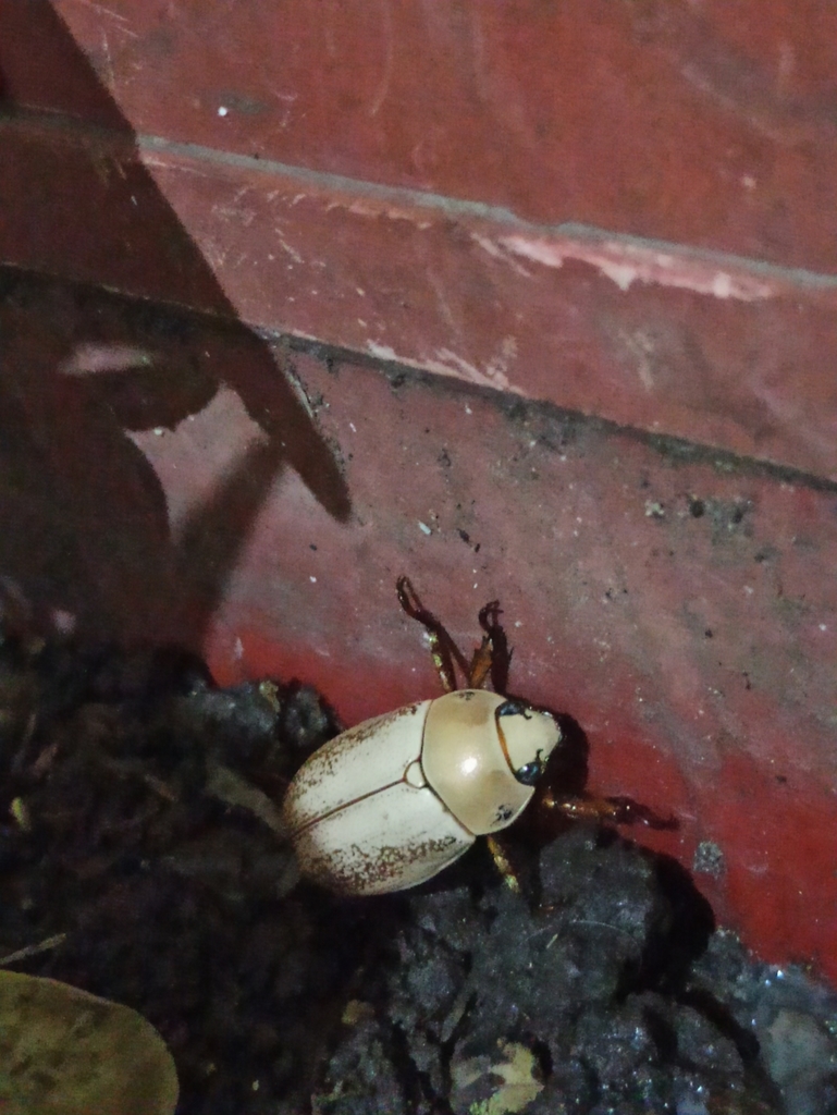 Pelidnota polita