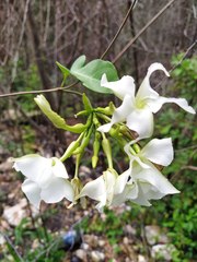 Echites yucatanensis