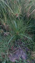 Cyperus papyrus