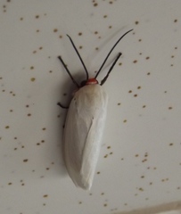 Pygarctia roseicapitis