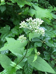 Eupatorium formosanum