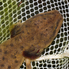 Necturus maculosus