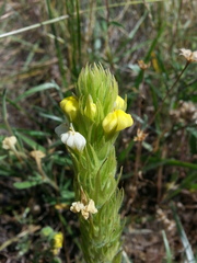 Castilleja rubicundula lithospermoides