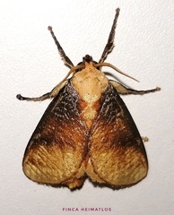Ulamia sericea