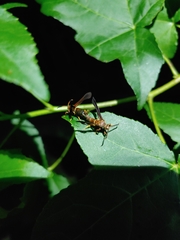 Vitacea scepsiformis