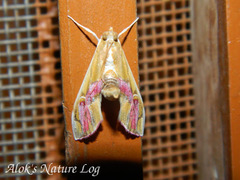 Agathodes ostentalis