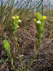 Castilleja rubicundula lithospermoides