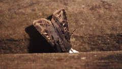 Agrotis gravis