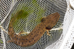 Necturus maculosus