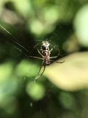 Micrathena funebris