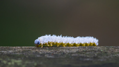 Macremphytus tarsatus