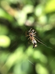 Micrathena funebris