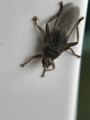 Pseudolynchia canariensis