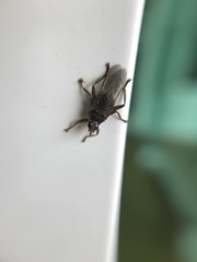 Pseudolynchia canariensis