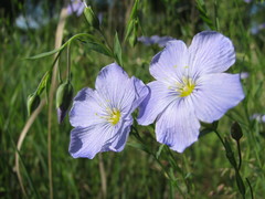 Linum komarovii