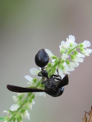 Zethus spinipes spinipes