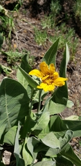Wyethia mollis