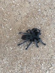 Aphonopelma steindachneri