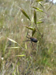 Protolophus