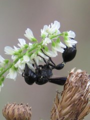 Zethus spinipes spinipes