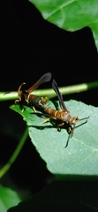 Vitacea scepsiformis