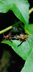 Vitacea scepsiformis