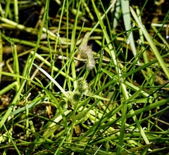 Sparganium angustifolium