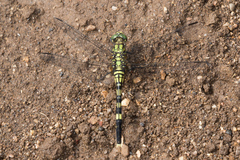 Orthetrum serapia