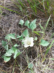 Calystegia subacaulis subacaulis