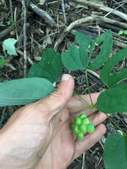 Smilax ecirrhata