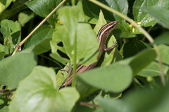 Emoia cyanura